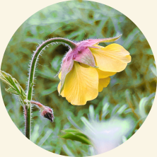 gelebloemrond1